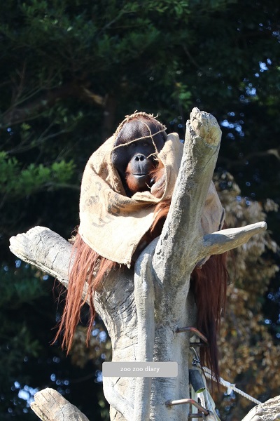平川動物公園ボルネオオランウータン　ポピー　麻袋着る